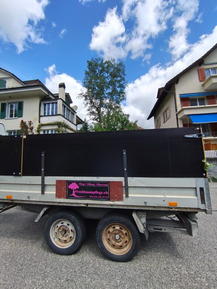 Birke Schnieden Baumpflege