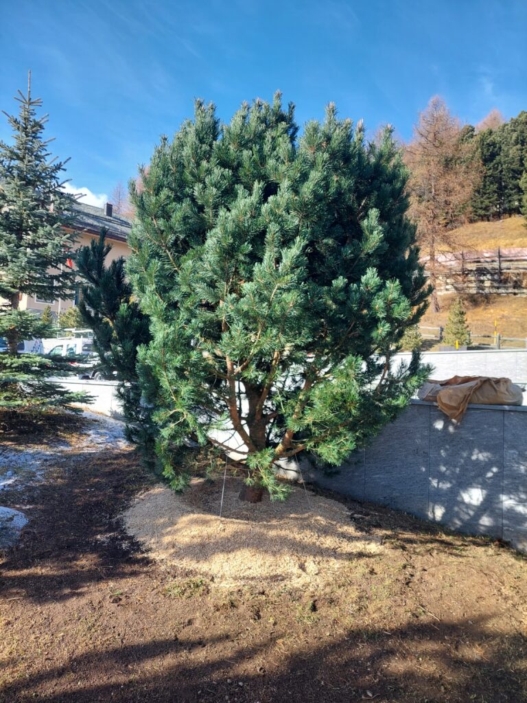 Baumpflanzung von einem Pinus sylvestris