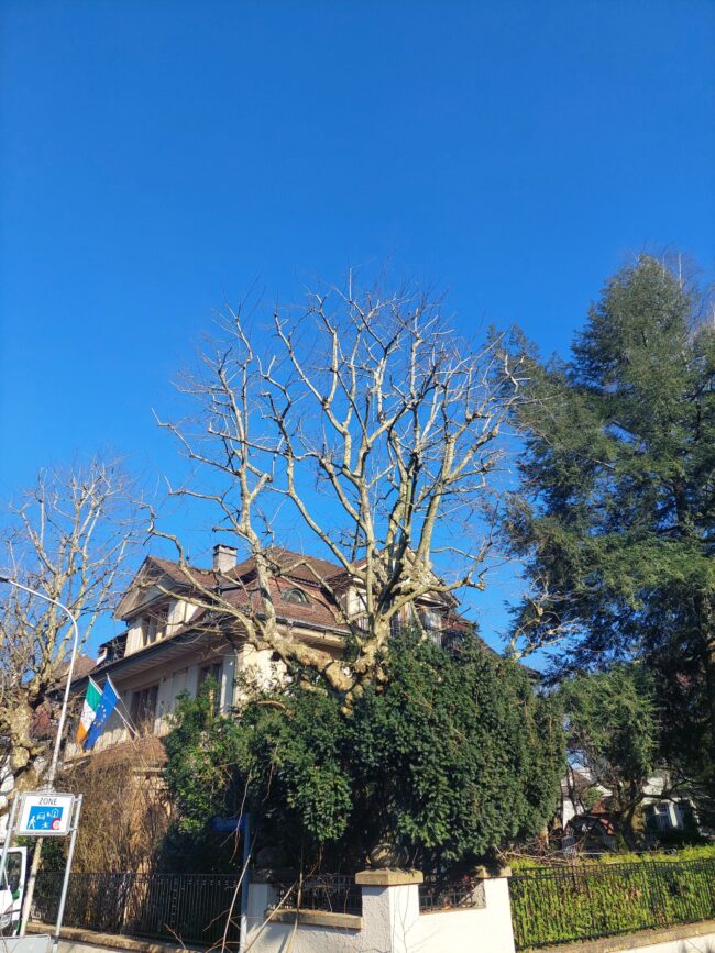 Botschaft Baumpflege in Bern