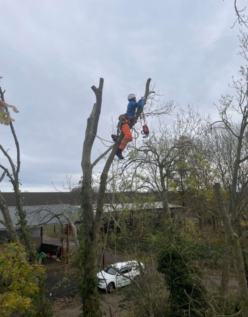 Asche Sturmschaden Fällung, Baumpflege