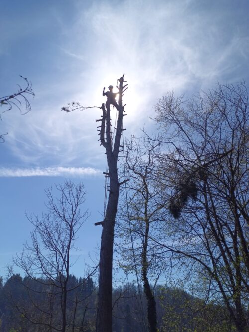Baumfällung in Bremgarten Bern