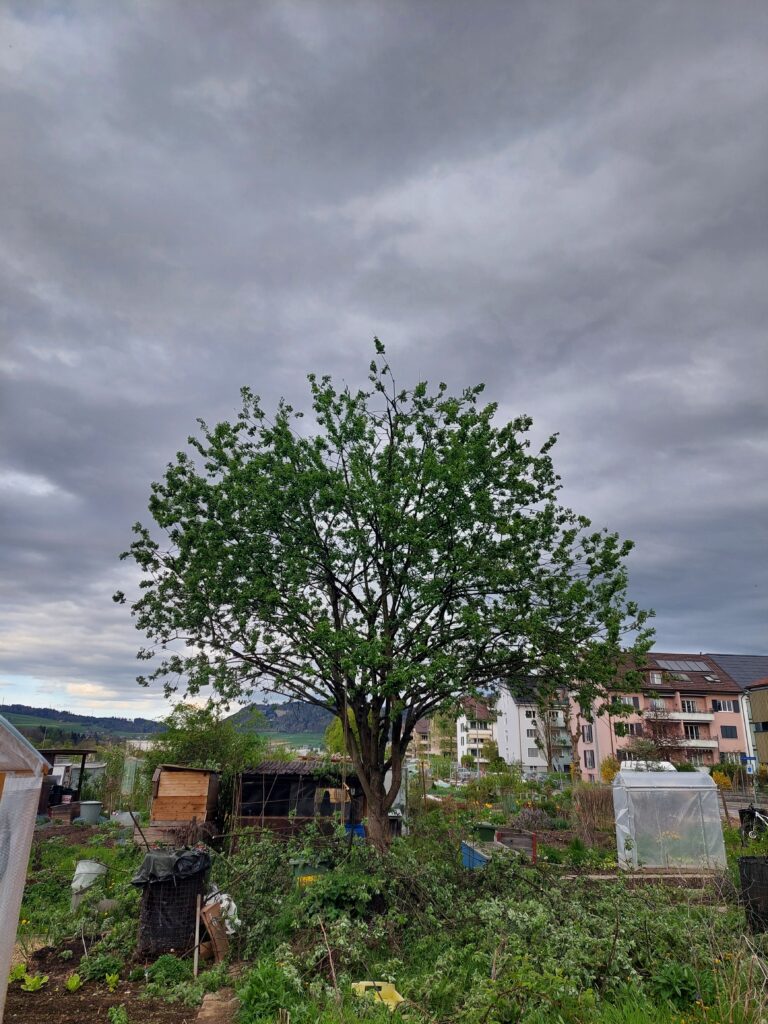 Gepflegte Weide nach der Baumpflege