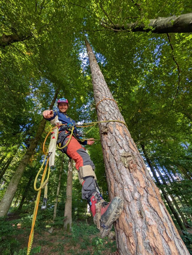 Baumpflege - Noahbaumpflege Bern