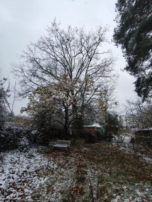 Eiche Baumpflege in Bern-Baum Totholz Entfernung Bern