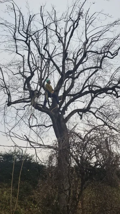 Baumpflege in Bolligen-, Kronnen Reduktion 