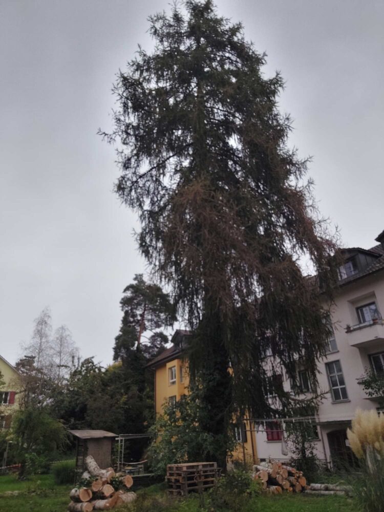 Eine Lärche, die man zurückschneiden muss.