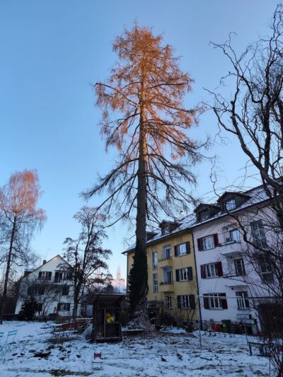 Lärche Baum nach Entlastungsschnitt