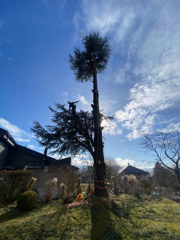Cedrus Fällung in Bolligen Bern