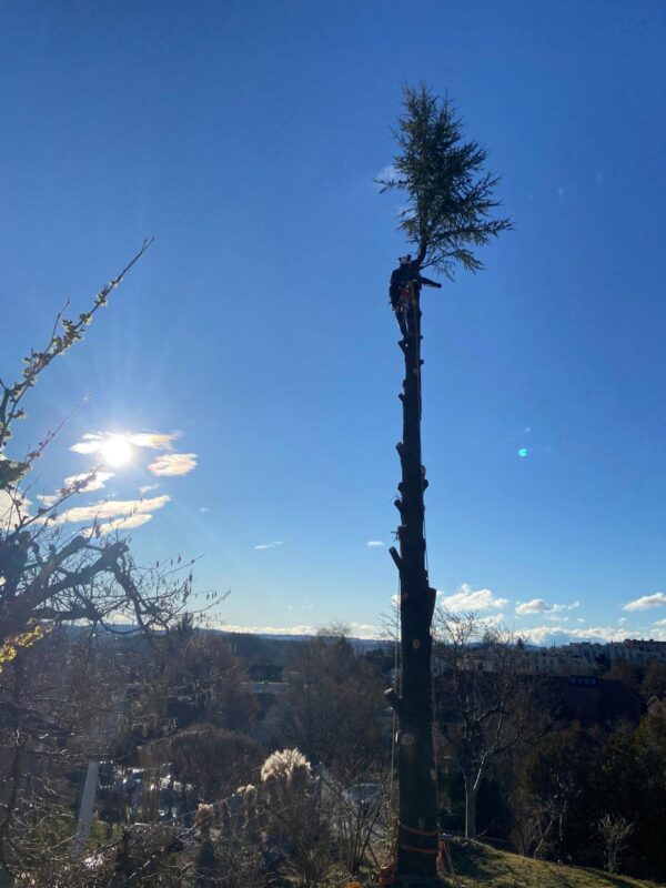 Cedrus Fällung in Bolligen Bern