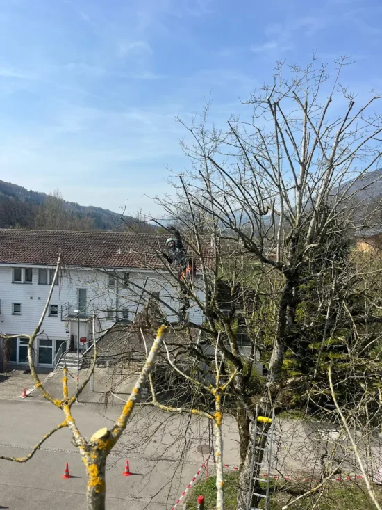Baumpflege in Muri bern